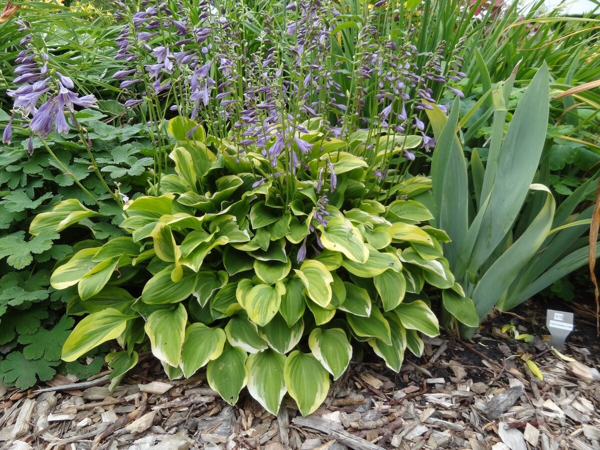 Хоста “Golden Tiara”.