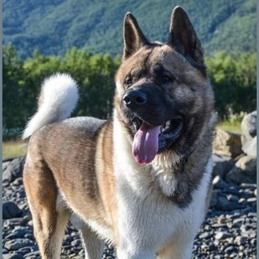 На фото: американская акита, воспитание и дрессировка