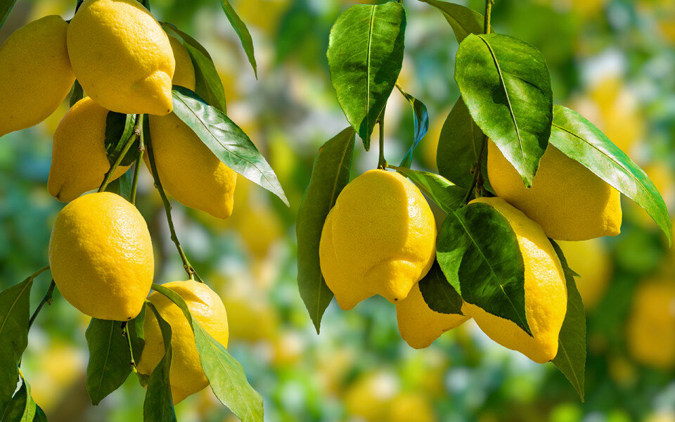 Лимон. Лимонное дерево. Ветка лимона. Лимонное дерево с плодами. Девять лимонов