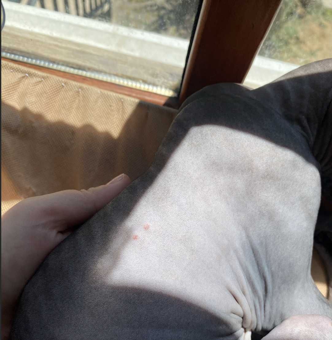 Красные язвы на коте породы сфинкс