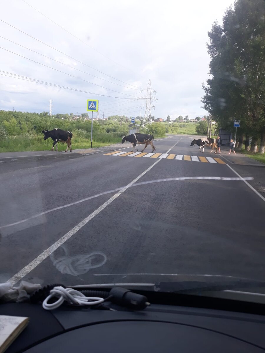 Правила дорожного движения соблюдают ВСЕ