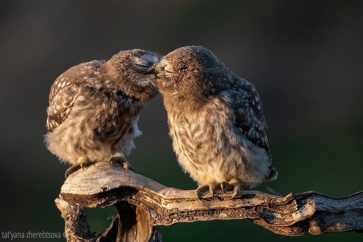 Nkon D500; Nikkor 200–500mm f/5.6E ED VR; 1/800; f/5,6; ISO500 