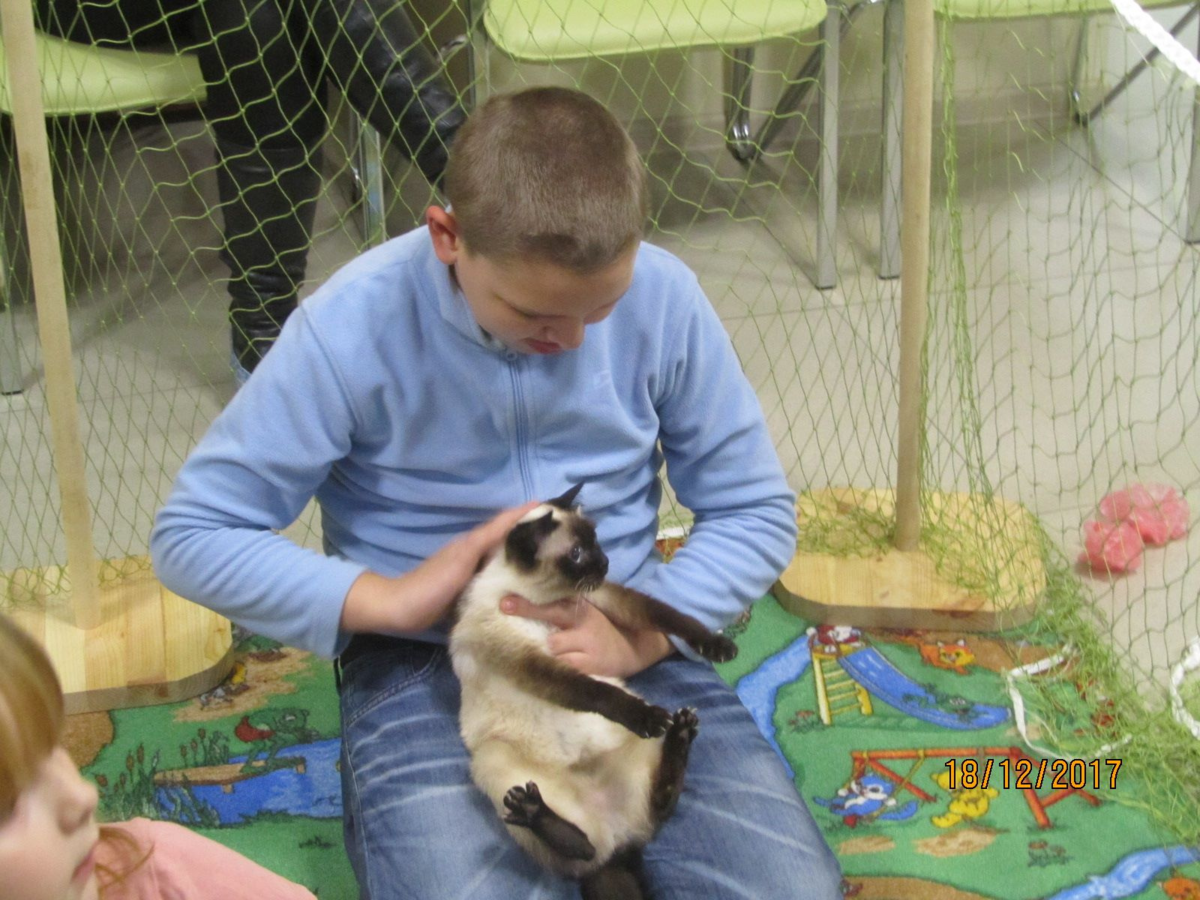 Такие котики вызывают лишь одно желание: обнять и приласкать. 