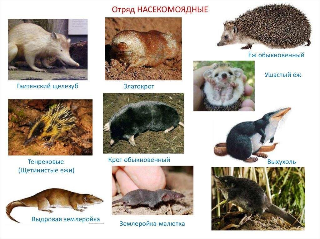 Два примера насекомоядных животных