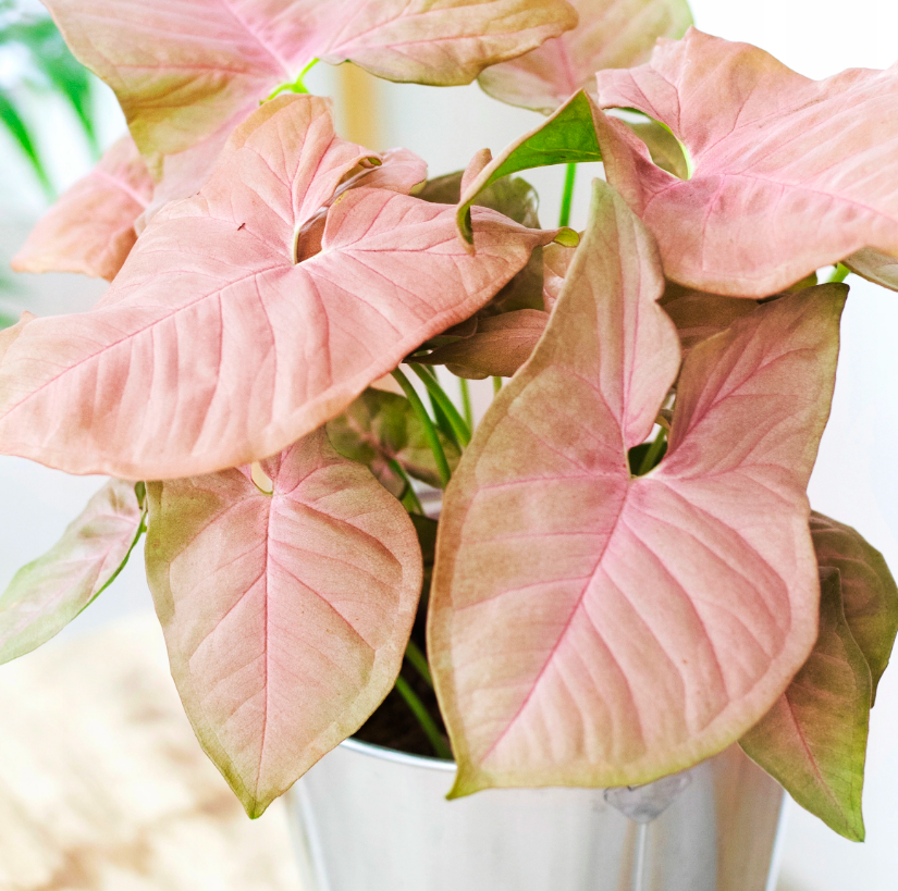 Источник фотографий: https://wallegro.ru/item/9604984497/Zrolicha-Neon-Robusta-ROWE-LICIE-Syngonium.html