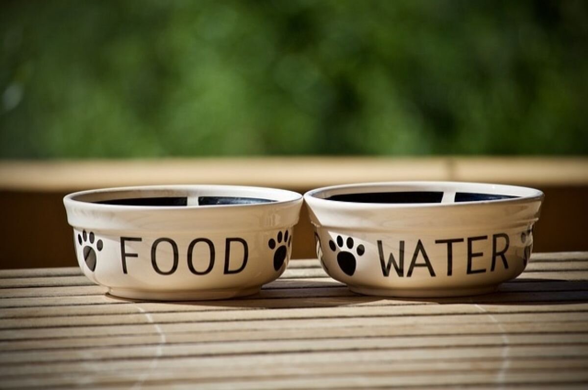    У Юлии многолетний опыт заботы о брошенных домашних питомцах.