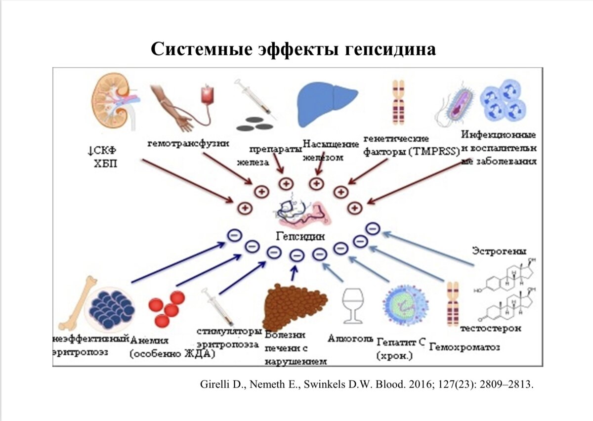 Обмен железа схема. Глюкагон-пептид-1 (GLP-1). GLP пептид. Плейотропность. Плейотропность действия цитокинов.