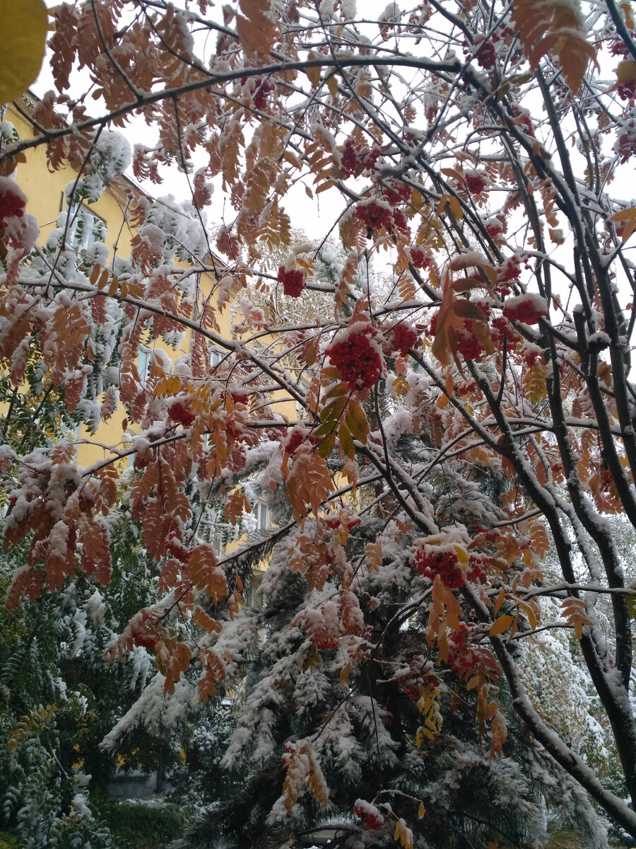 Ой, рябина кудрявая...