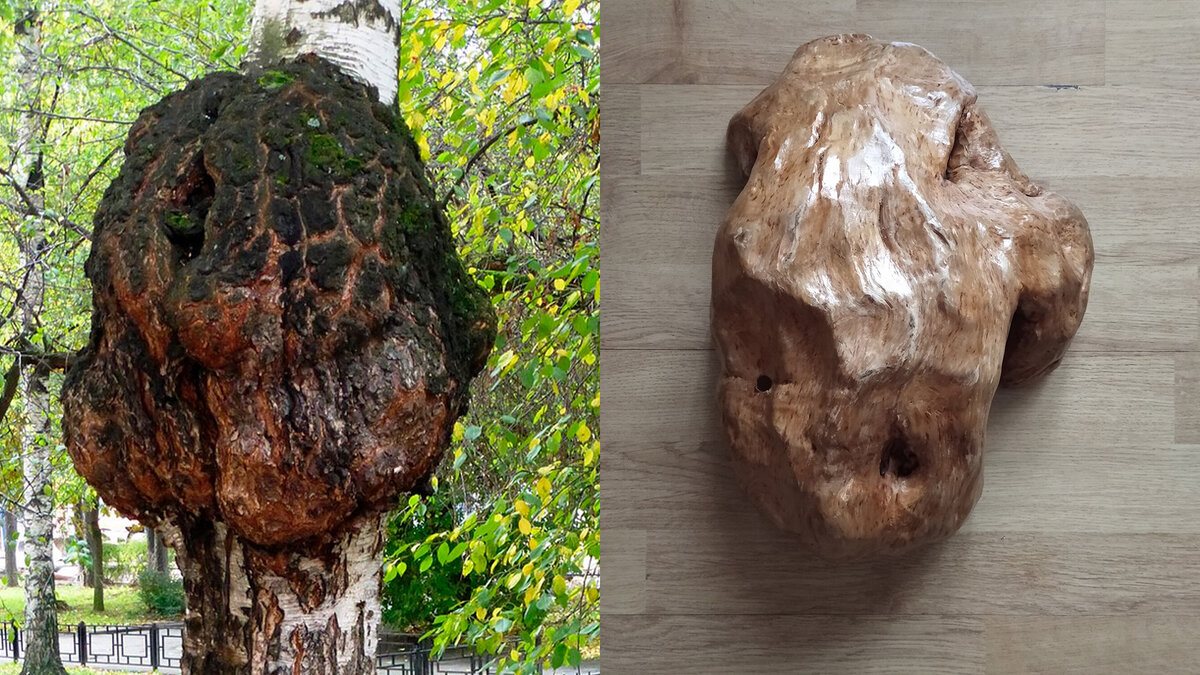 Берёзовый кап: кап слева похож на тот, который я когда-то спилил (справа)