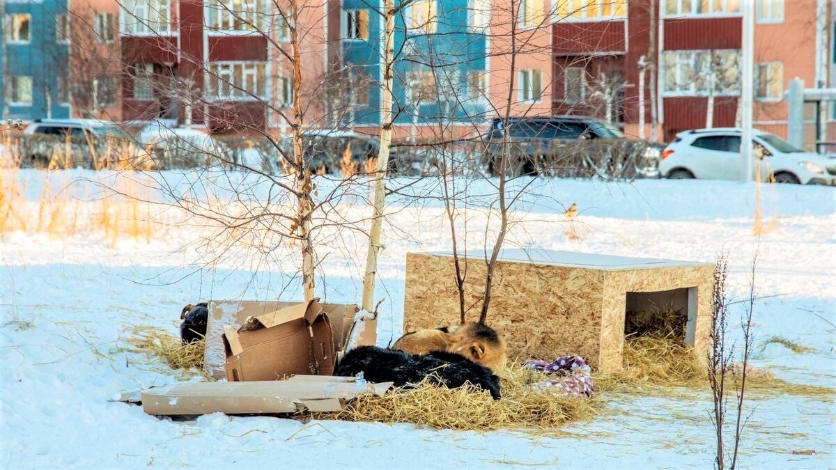    В Сургуте зооактивисты в попытках помочь собакам нарушают закон