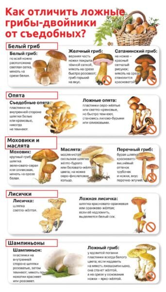 Осенние грибы: когда и какие собирать, как отличить от опасных двойников |  Поход лайфхак | Дзен