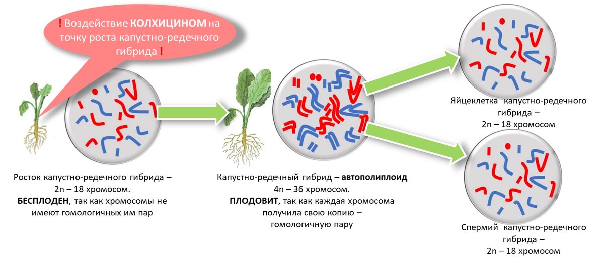 Коллектив ученых под руководством профессора СПбГУ раскрыл загадку «успешного хромосомного монстра»