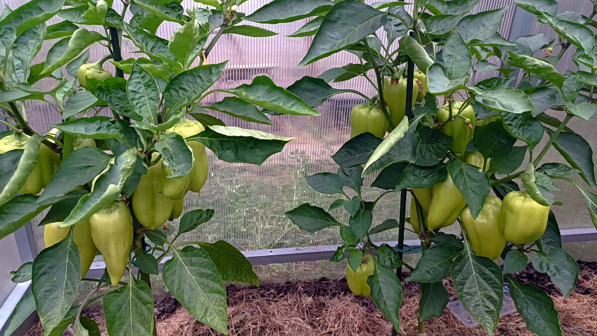 Кусты Богатыря в технической спелости