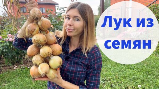 ВЫРАЩИВАЮ ЛУК ТОЛЬКО ИЗ СЕМЯН. Урожай лука за один сезон и никаких стрелок