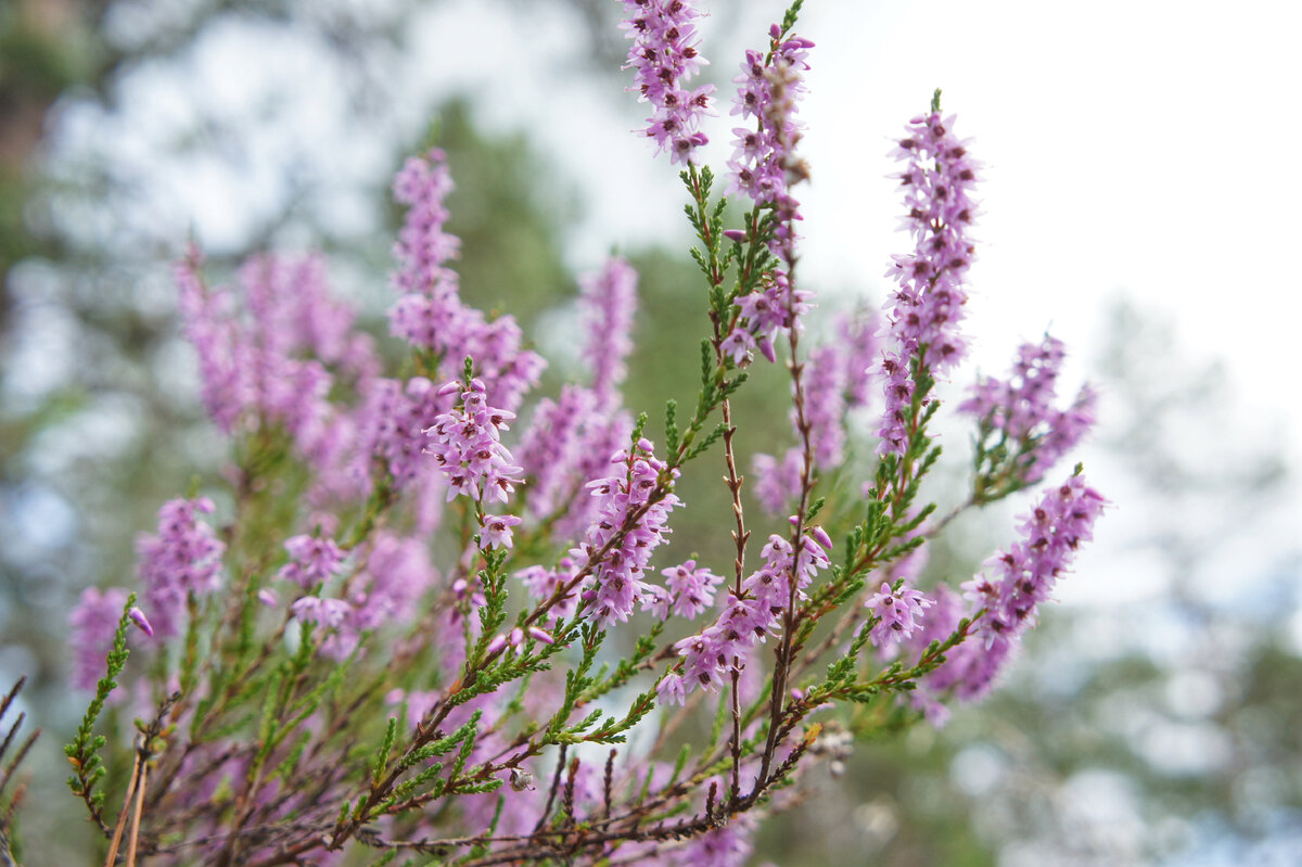 Calluna vulgaris Alicia