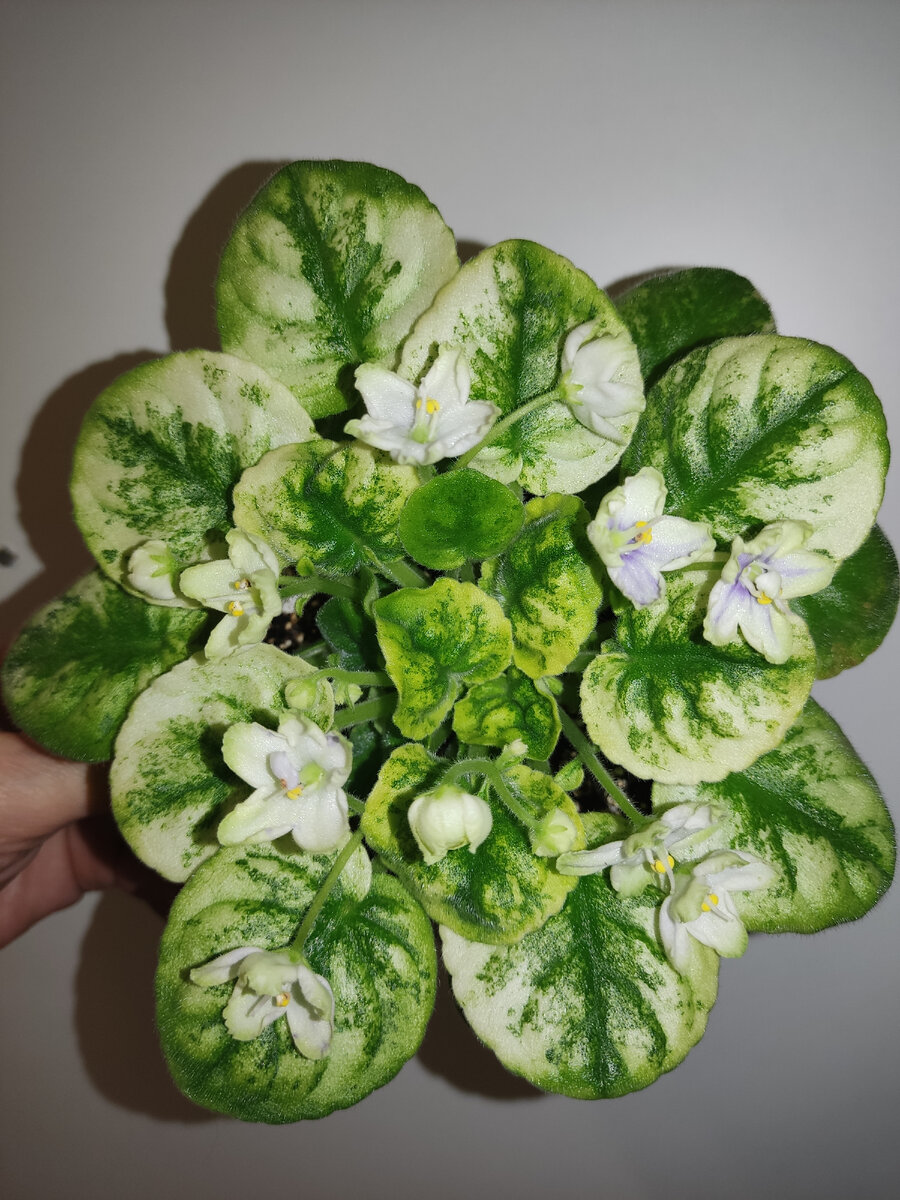 СВ город Белгород. Стандартный трейлер с кроновой пестролистностью. 