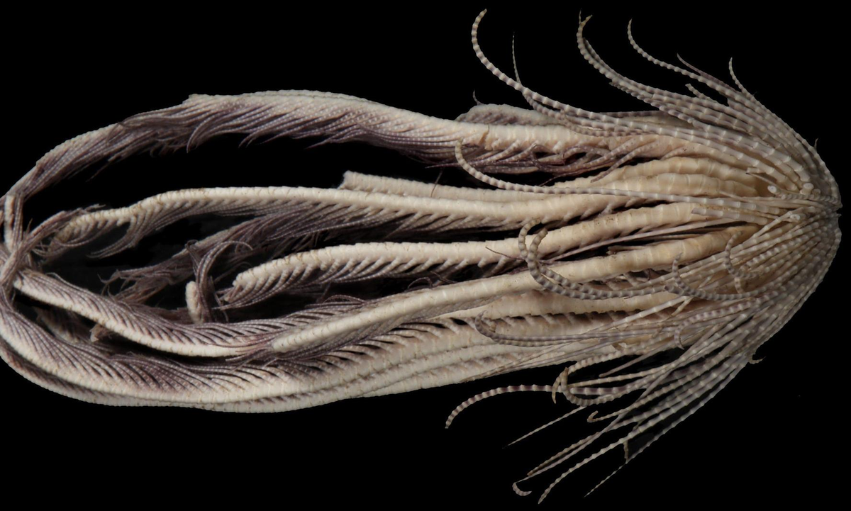 Изображение взято из открытого источника