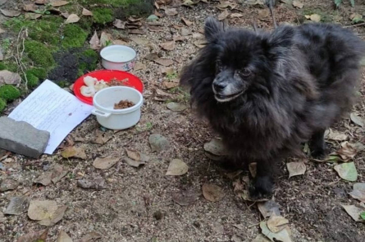    В Тверской области хозяйка привязала пса к трубе, оставив при нём записку