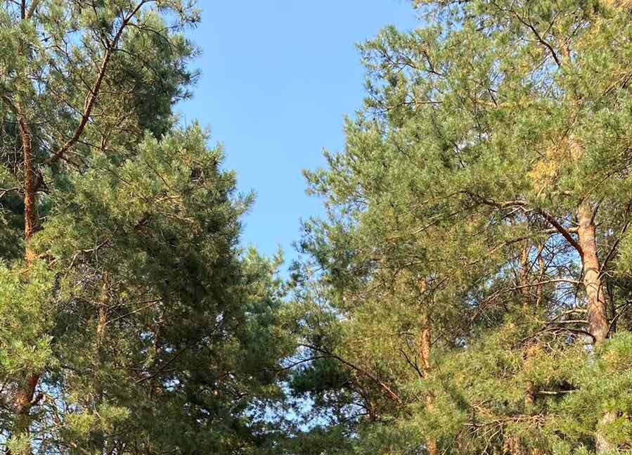 Лес. Фото автора.