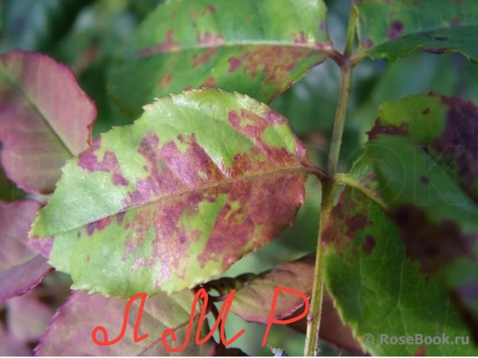 Септориоз конопли. Монилиоз груши листья. Неинфекционный хлороз томатов. Неинфекционный хлороз томатов. Ожоги листьев.