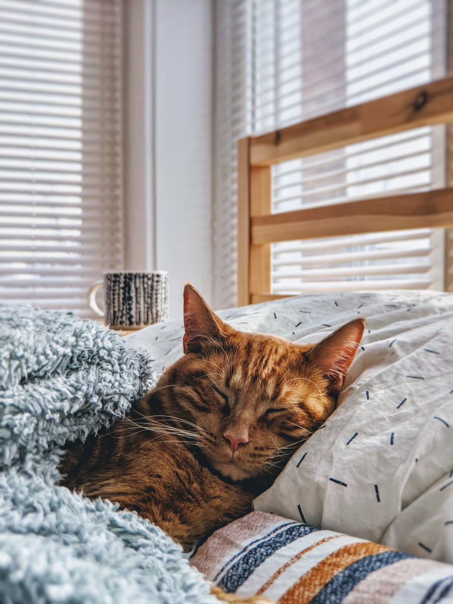 Источник: https://unsplash.com/photos/pdALzg0yN-8?utm_source=unsplash&utm_medium=referral&utm_content=creditShareLink