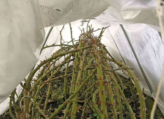 А как вы укрываете розы на зиму?