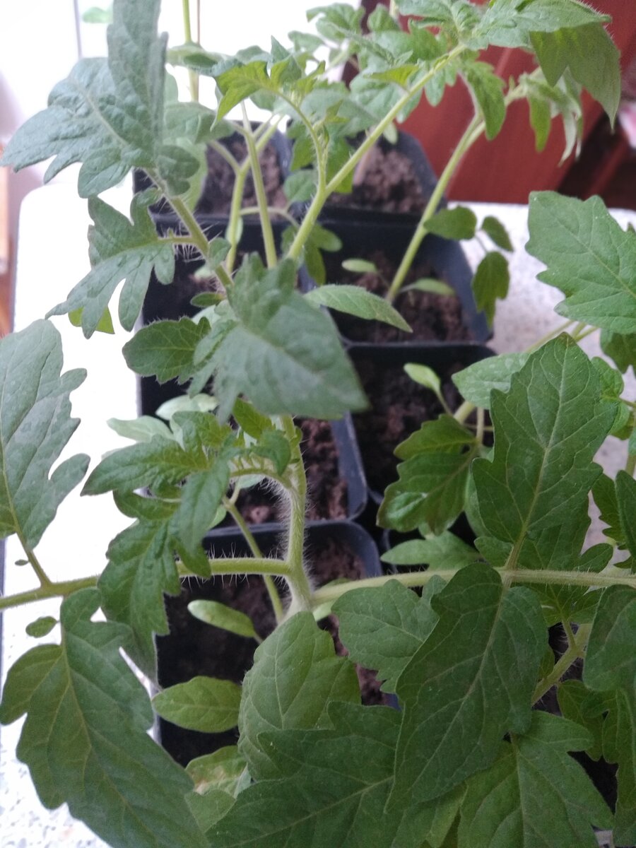 Вот так выглядит здоровая рассада: без пятен и широкие распрямленные листья.