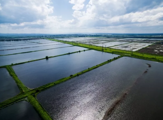 Рис-это здорово.