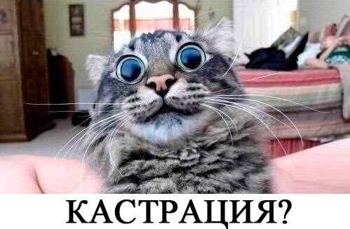 Ранняя кастрация полезна????