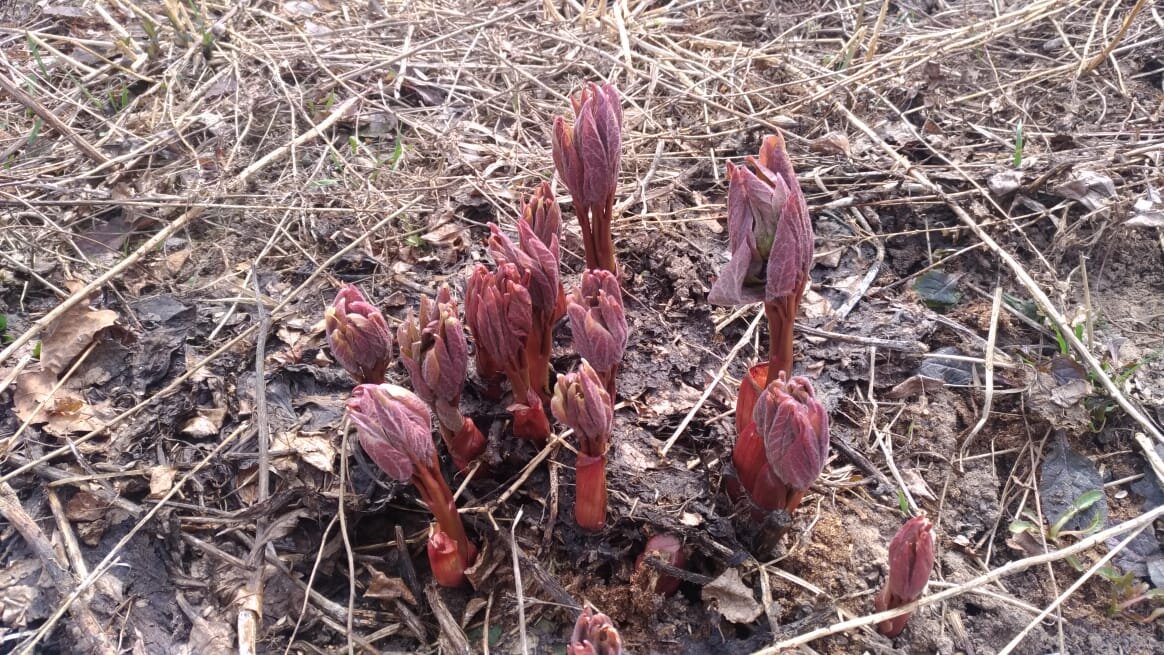 Разумеется, тогда был только один листик. Это теперь из огрызочка выросли два крупных пышных куста и один молодой.