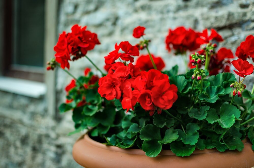 https://www.homestratosphere.com/wp-content/uploads/2018/04/geranium-plant-042718-min.jpg