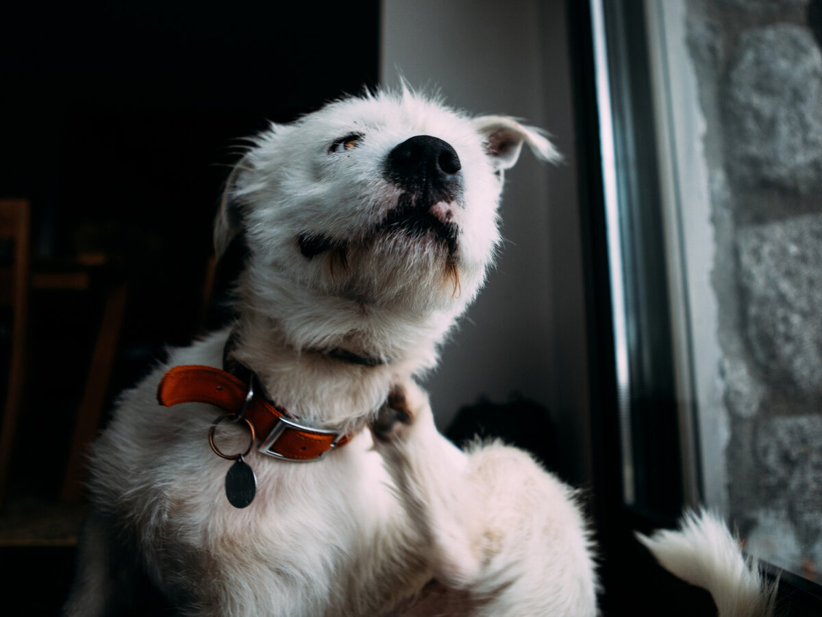 собака в вашем доме. собака в вашем доме. удивленный щенок. собаки для аллергиков. выбор собаки.