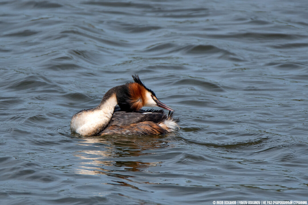 Большая поганка ( Podiceps cristatus) или чомга