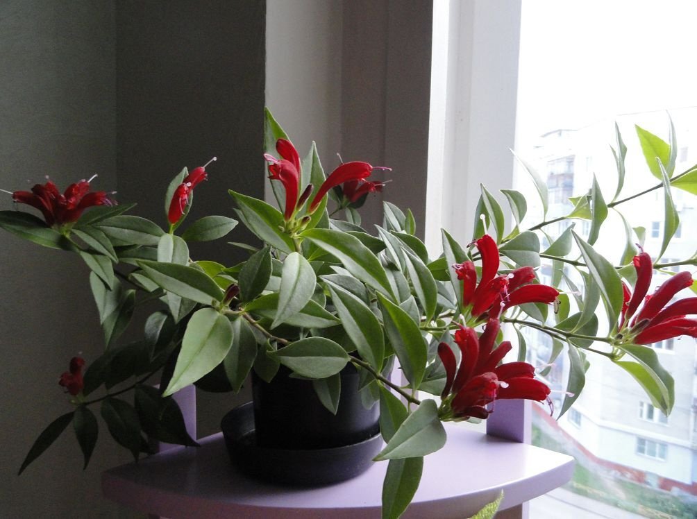 Эсхинантус (Aeschinanthus)