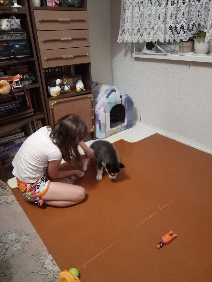 Хаски щенок