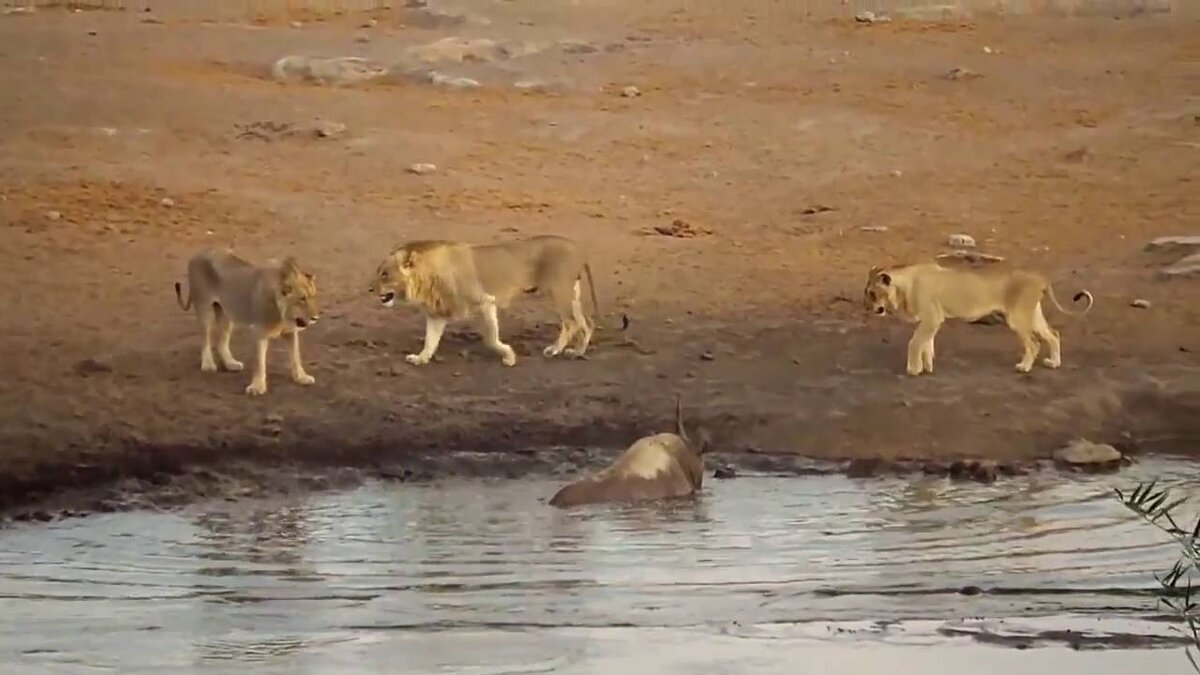 Решили львы, что с носорогом справятся. Ну, само собой, ведь они же крутые!