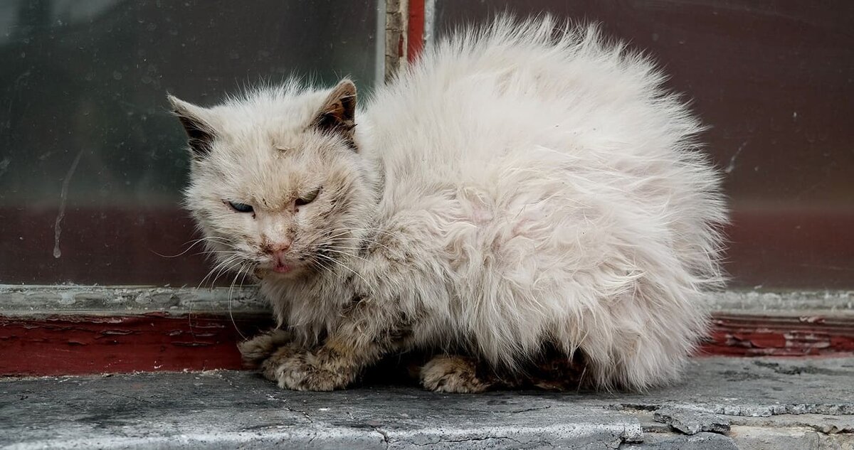 Фото котика из интернета. Только мой был грязный "по всему периметру"...