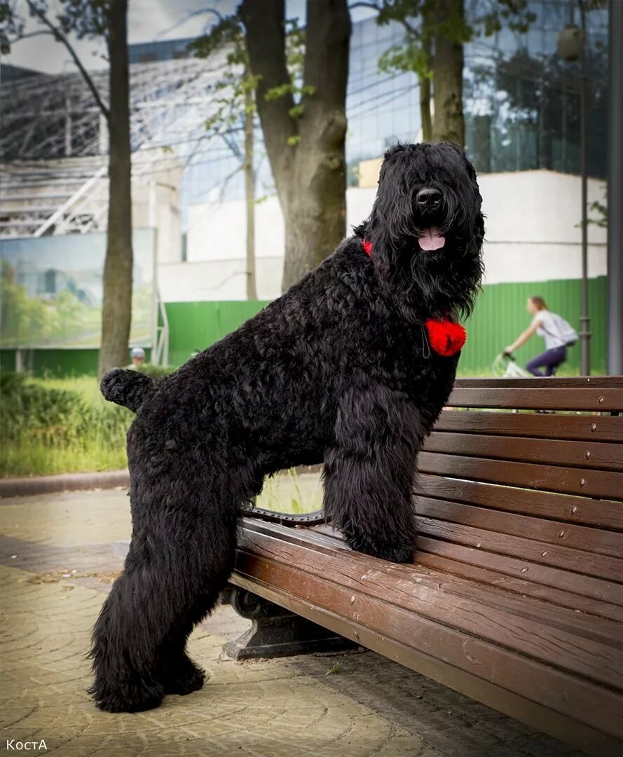 Знаменитая "собака Сталина" - черный терьер. Яндекс-картинки