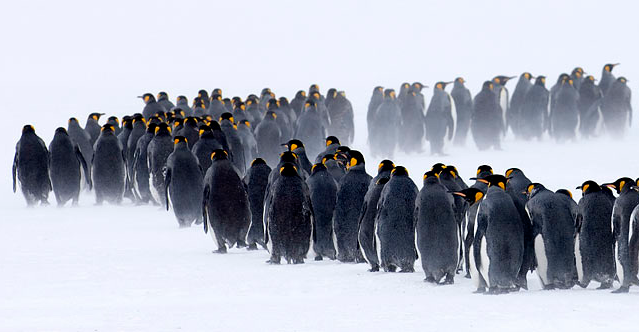 Очередь книга. Ветеринар для животных. Звери в очереди. Очередь собак. Собачий рай коста рика.