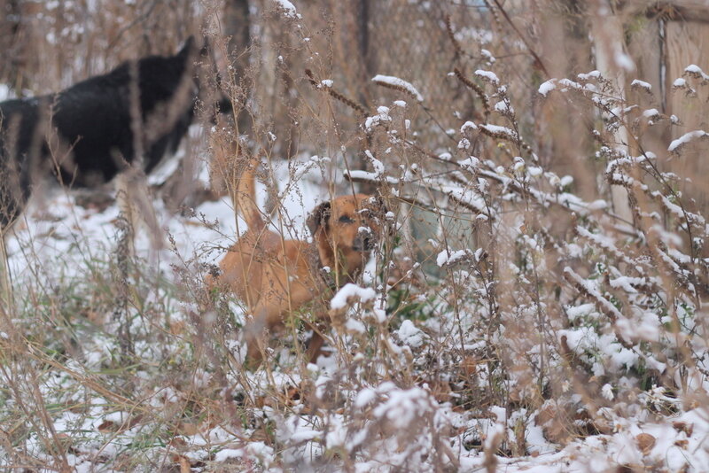 Его легко потерять из виду, размер позволяет ему быть малозаметным.