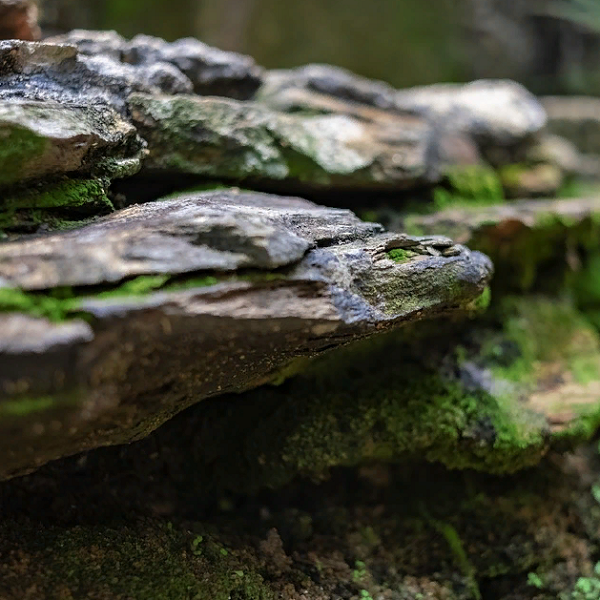 https://cdn.pixabay.com/photo/2019/10/24/05/51/rocks-4573398_960_720.jpg