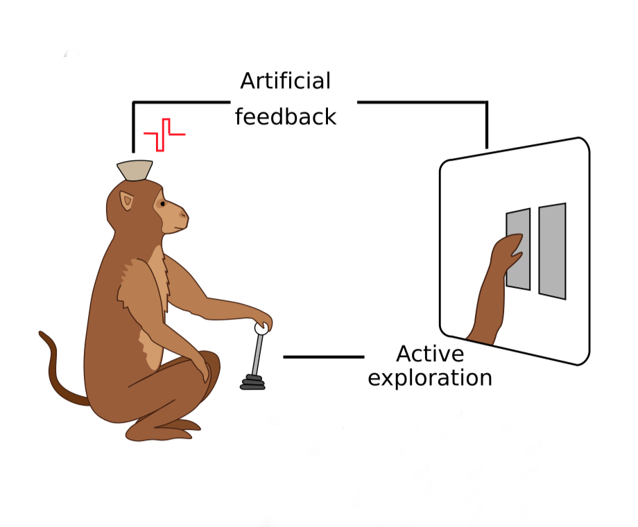  Ученым из Университета Дьюка и Высшей школы экономики удалось создать у обезьян искусственное осязание с помощью прямой стимуляции мозга.