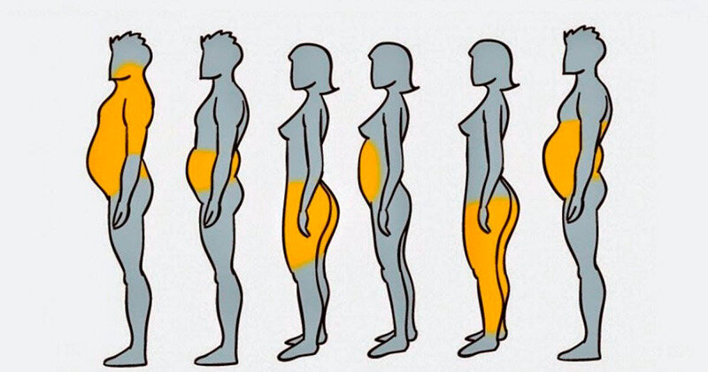 Отложение жира в женском и мужском телах