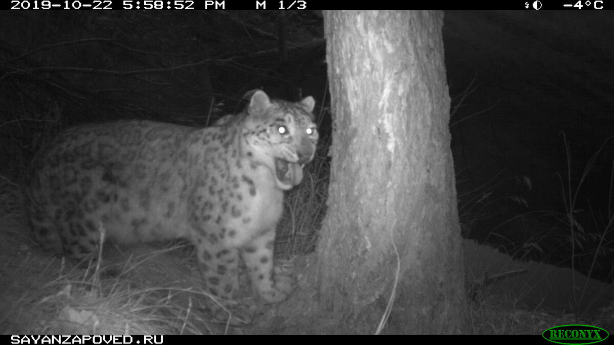 Ихтиандр чувствует присутствие конкурента