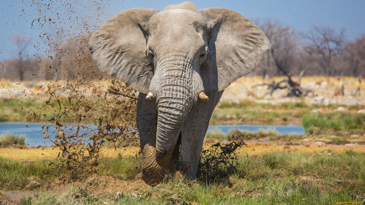 Африканский слон.