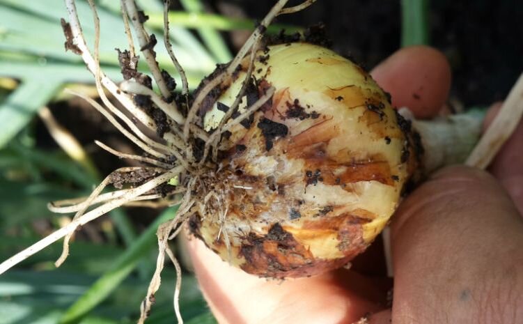 Бактериальная гниль лука