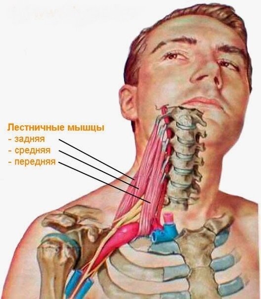 На картинке видно нервнное сплетение, проходящее между мышц.