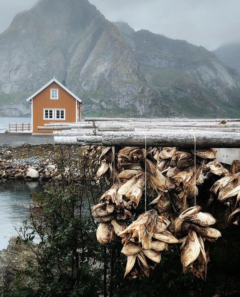 Треска в городке Рейне