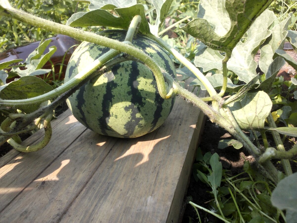 Арбуз успех в сибири фото. Выращиваем арбузы в сибири. Арбузы на рассаду в сибири. Всходы арбуза. Арбуз на грядке.