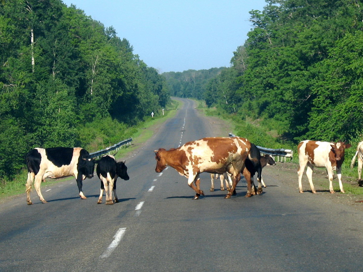 Фото с просторов интернета